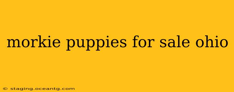 morkie puppies for sale ohio