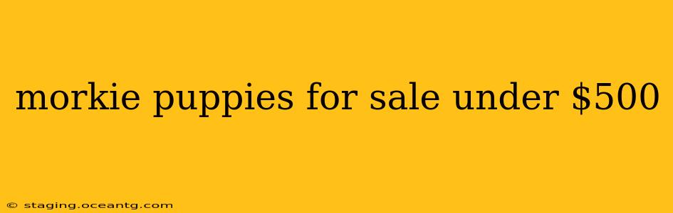 morkie puppies for sale under $500