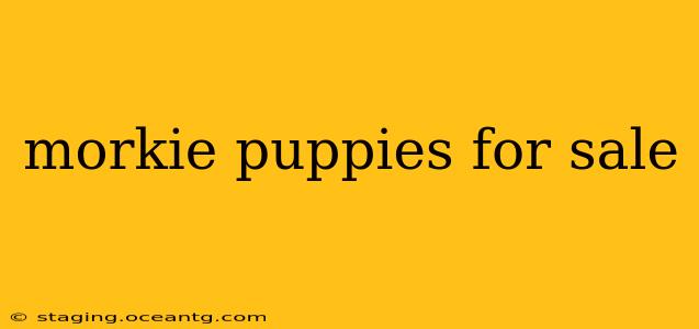 morkie puppies for sale