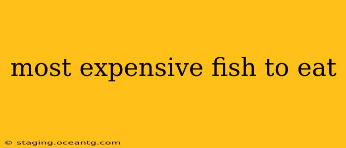 most expensive fish to eat