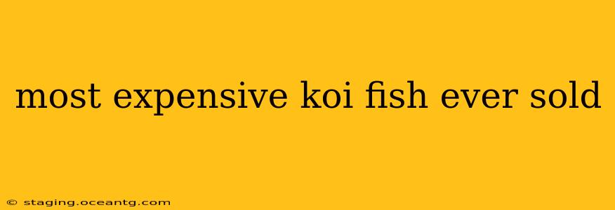 most expensive koi fish ever sold