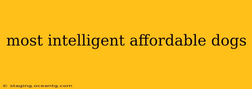 most intelligent affordable dogs
