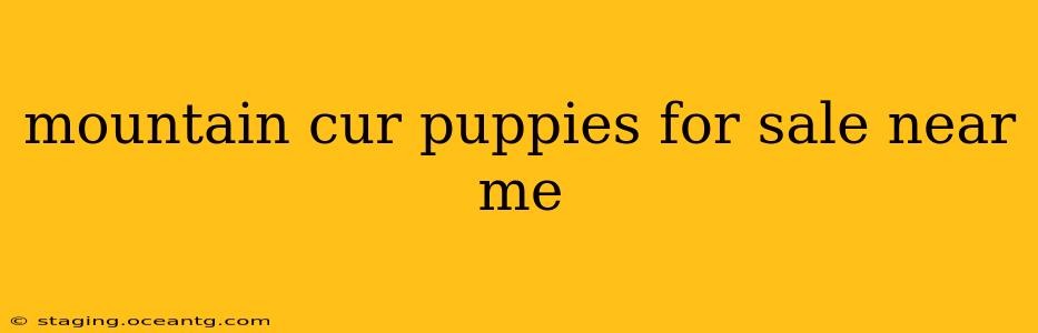 mountain cur puppies for sale near me