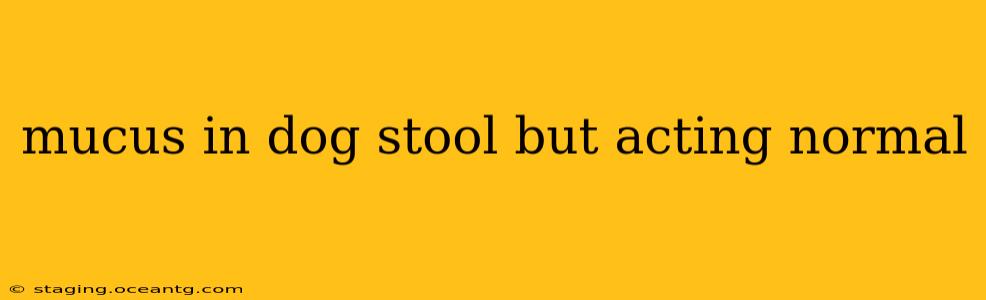 mucus in dog stool but acting normal