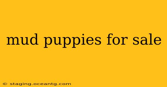 mud puppies for sale
