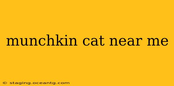 munchkin cat near me