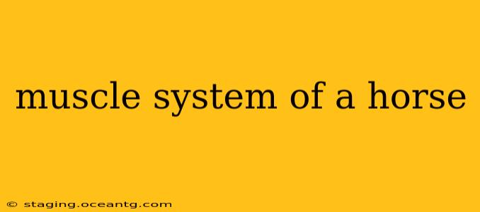 muscle system of a horse