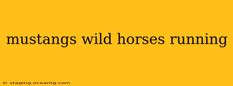 mustangs wild horses running