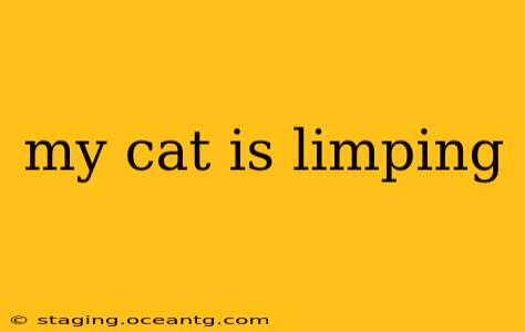 my cat is limping