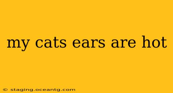 my cats ears are hot