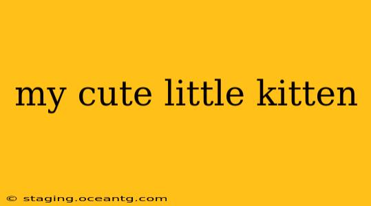 my cute little kitten