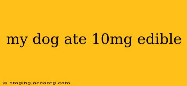 my dog ate 10mg edible