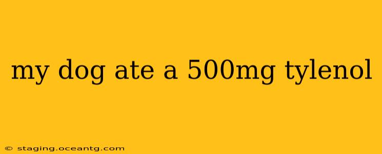 my dog ate a 500mg tylenol