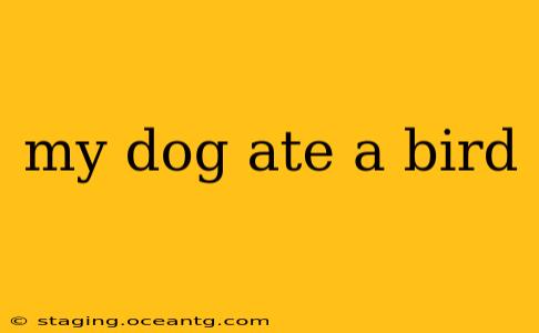 my dog ate a bird