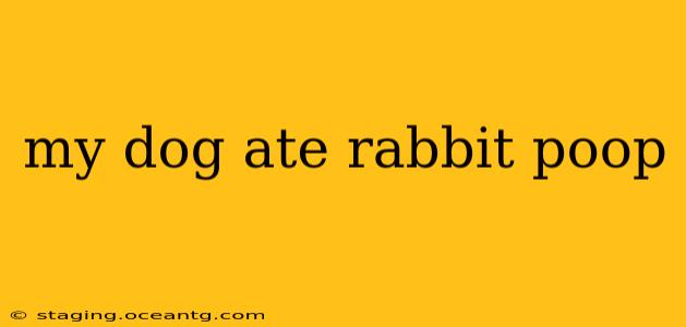 my dog ate rabbit poop