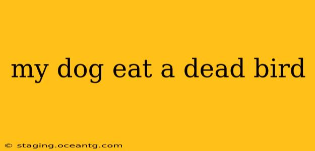 my dog eat a dead bird