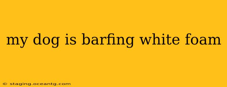 my dog is barfing white foam