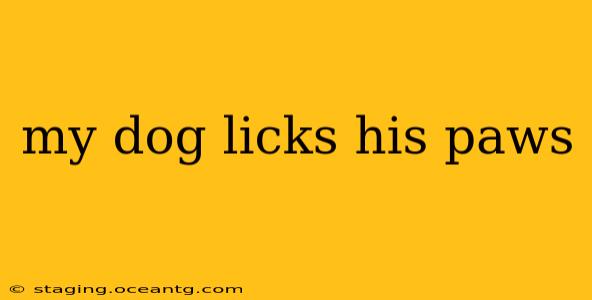 my dog licks his paws