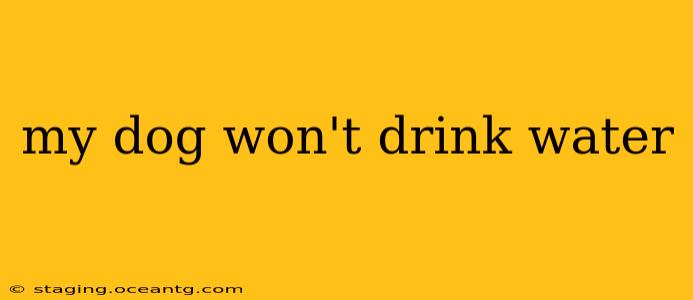 my dog won't drink water