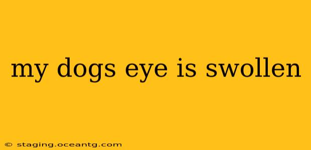 my dogs eye is swollen