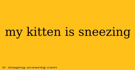 my kitten is sneezing
