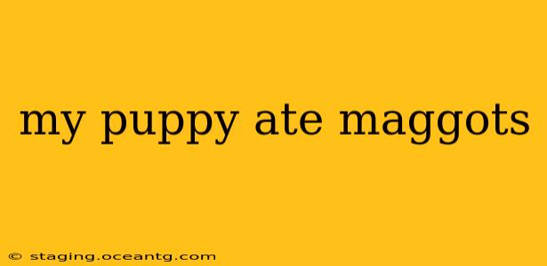 my puppy ate maggots