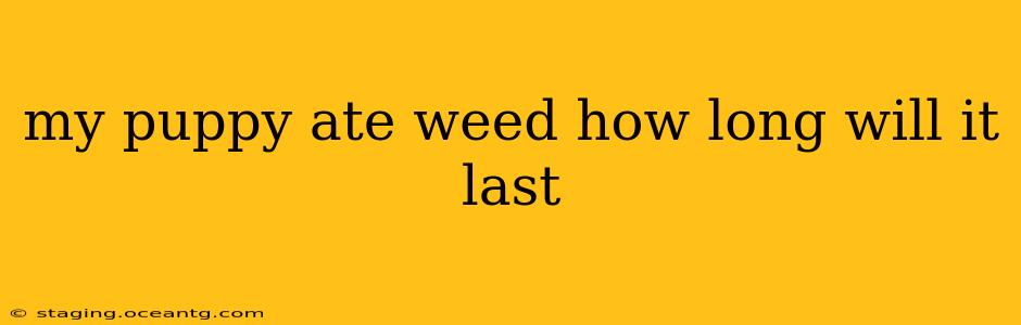 my puppy ate weed how long will it last