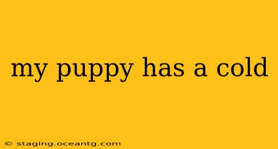 my puppy has a cold