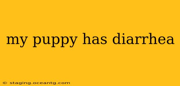 my puppy has diarrhea