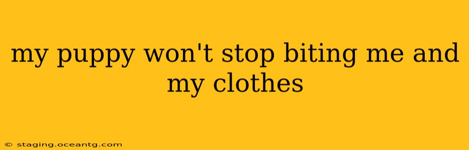 my puppy won't stop biting me and my clothes