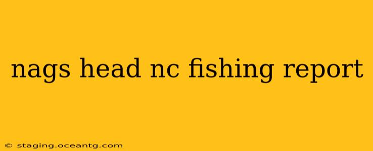 nags head nc fishing report