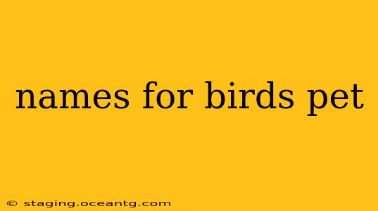 names for birds pet