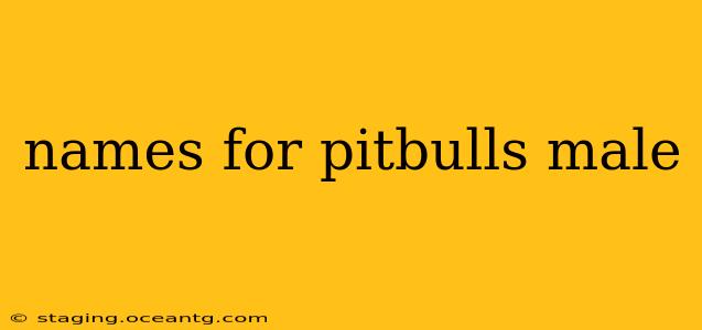 names for pitbulls male