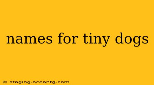names for tiny dogs