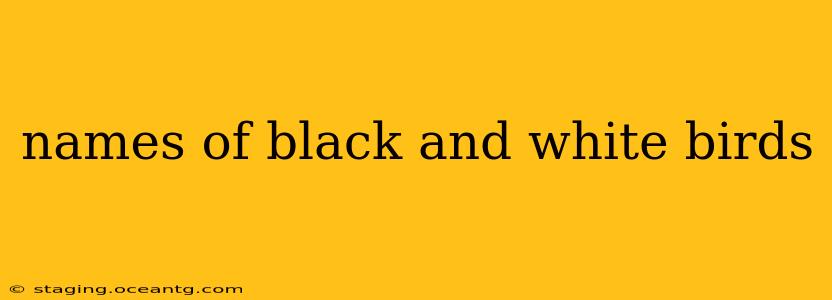 names of black and white birds