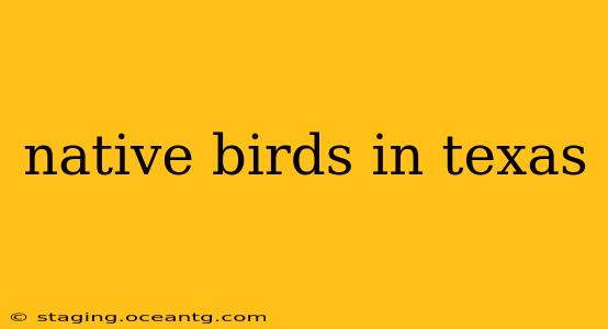 native birds in texas