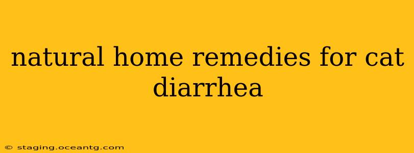 natural home remedies for cat diarrhea