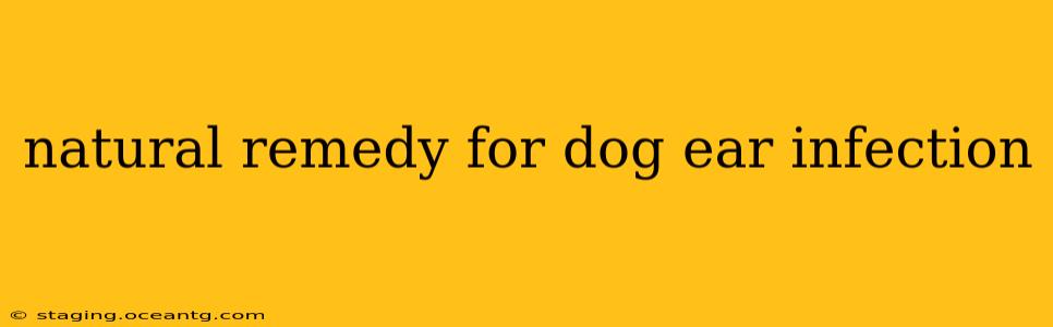 natural remedy for dog ear infection
