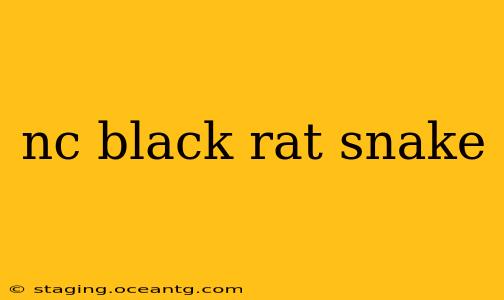 nc black rat snake