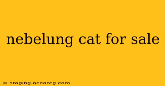 nebelung cat for sale