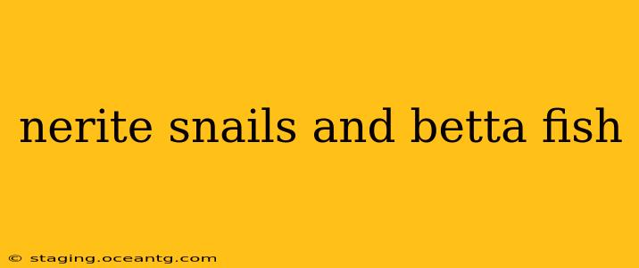 nerite snails and betta fish