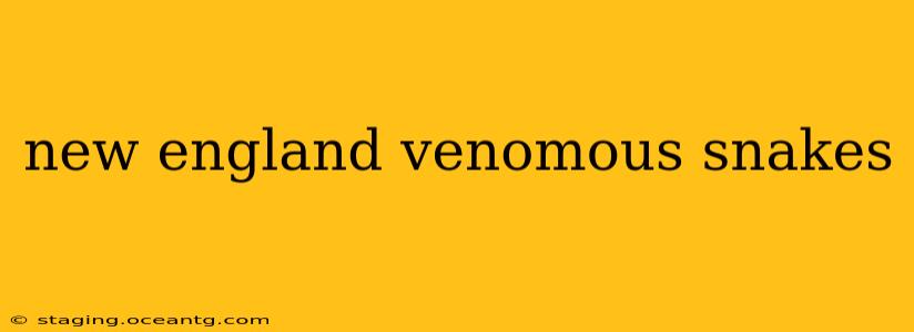 new england venomous snakes