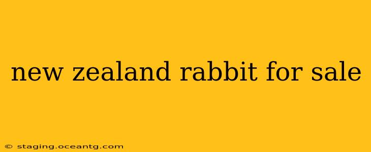 new zealand rabbit for sale