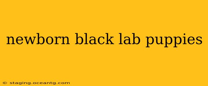 newborn black lab puppies