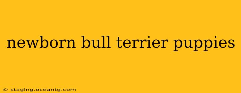 newborn bull terrier puppies