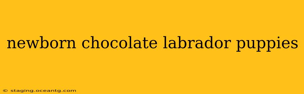 newborn chocolate labrador puppies