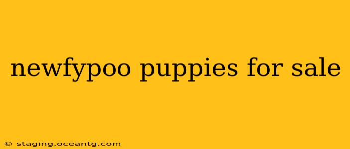 newfypoo puppies for sale