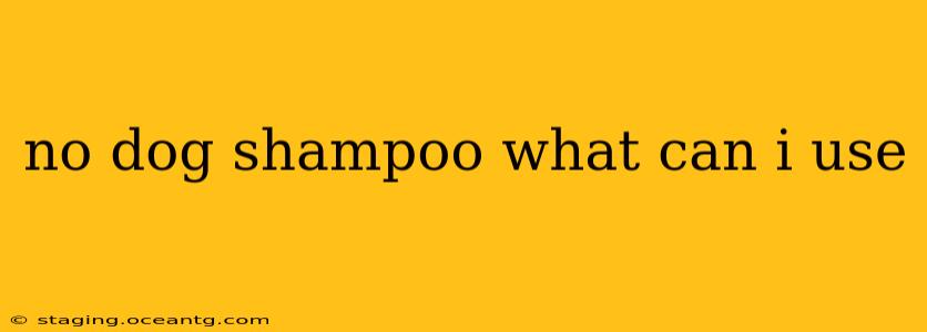 no dog shampoo what can i use