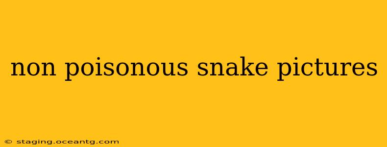 non poisonous snake pictures