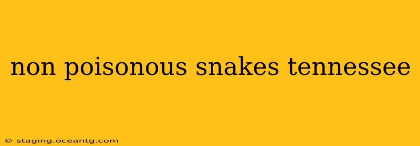 non poisonous snakes tennessee